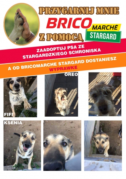Zaadoptuj psiaka z BRICOMARCHE. Dostaniesz wyprawkę dla czworonoga