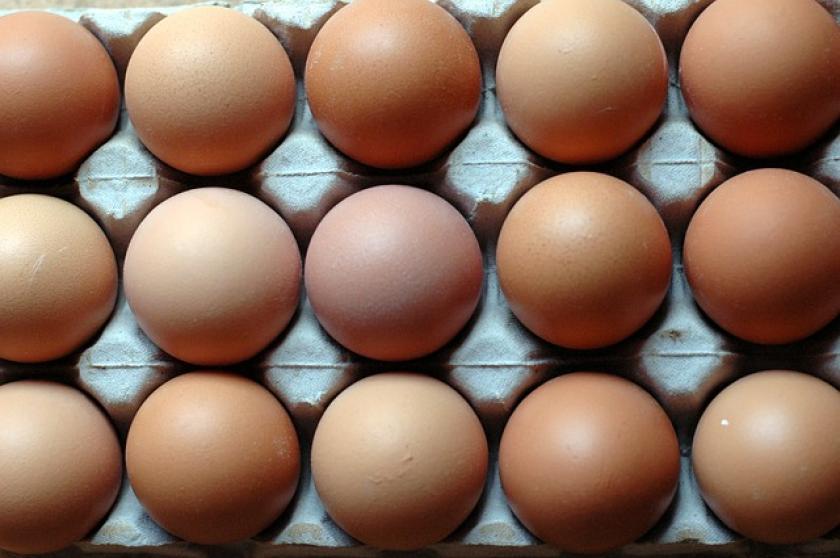 Polskie służby sprawdzają informacje o jajkach zatrutych salmonellą