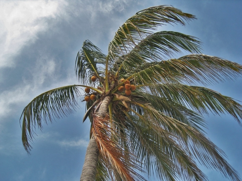 12 ofiar śmiertelnych huraganu Irma
