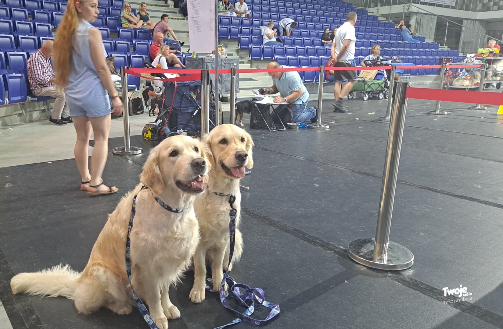 Rząd zajmie się we wtorek projektem o obowiązkowym czipowaniu psów