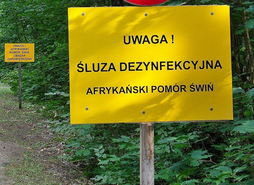 Ognisko ASF na Pomorzu Zachodnim. Hodowla licząca ponad 21 tysięcy świń zostanie zlikwidowana