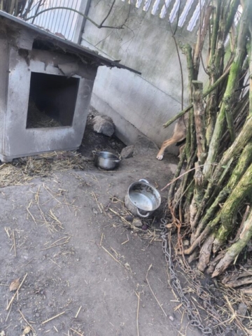 Pies Buda Pęzino Interwencja