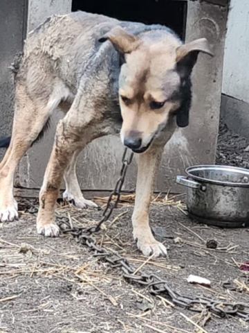 Pies Buda Pęzino Interwencja_2