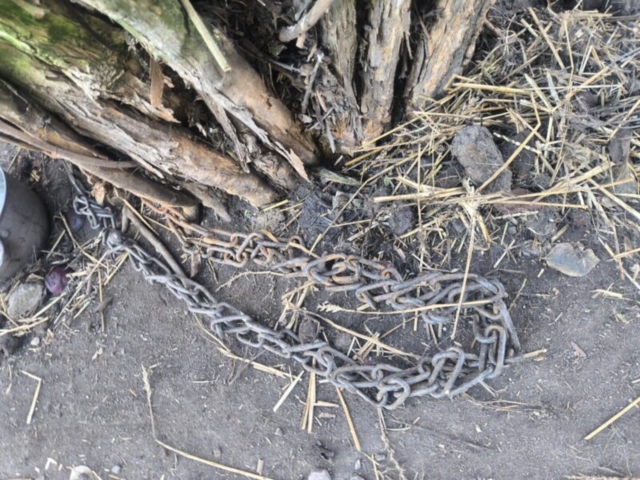 Pies Buda Pęzino Interwencja_3