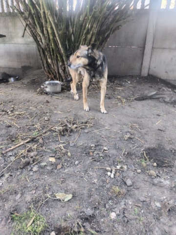 Pies Buda Pęzino Interwencja_4