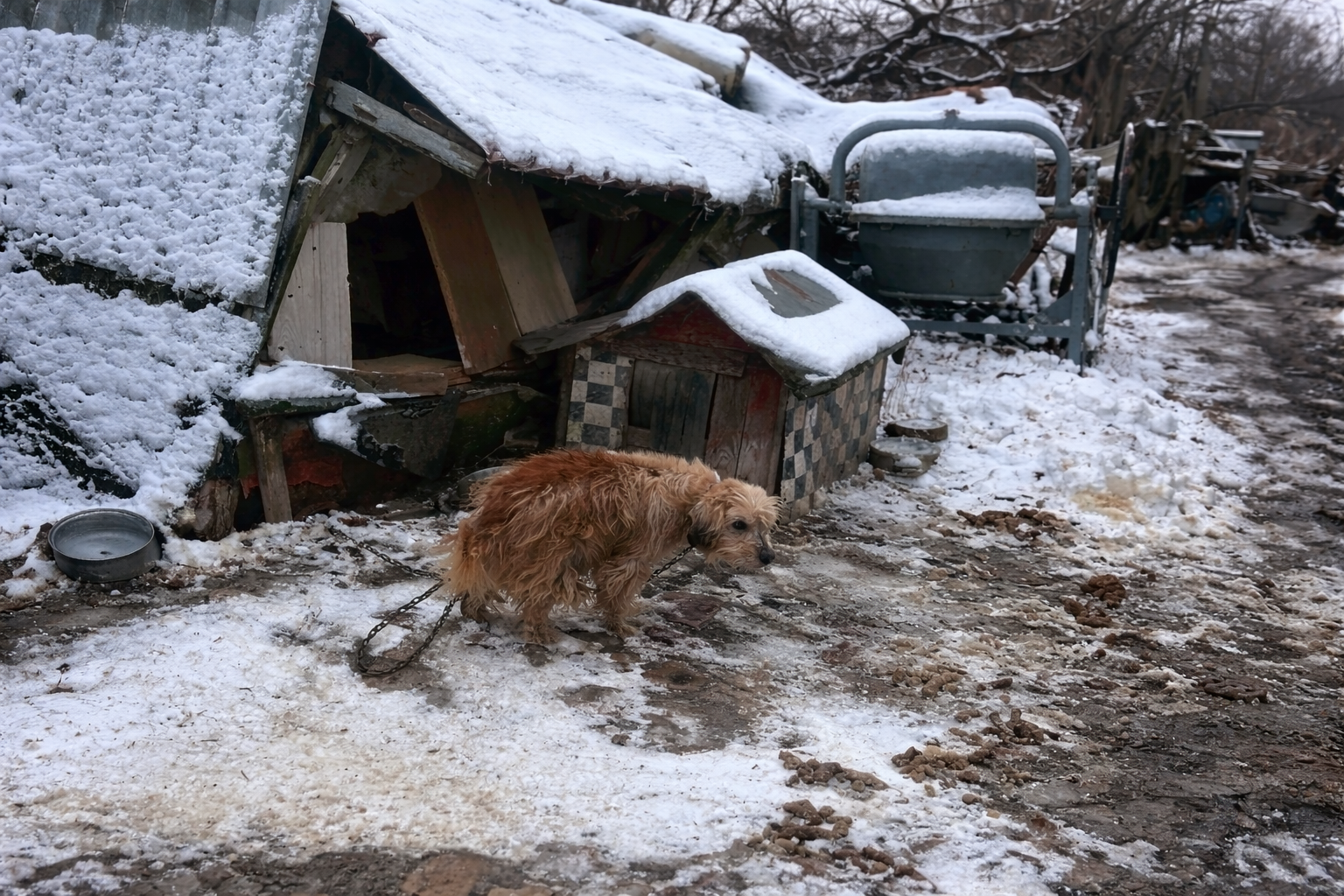 Mróz, łańcuchy i cierpienie. Dramat psów z powiatu stargardzkiego (ZDJĘCIA)