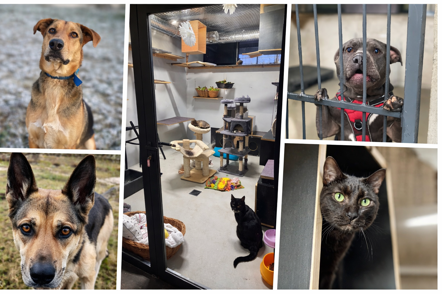 Zakochaj się w kocie… albo w psie! Walentynki w szczecińskim schronisku