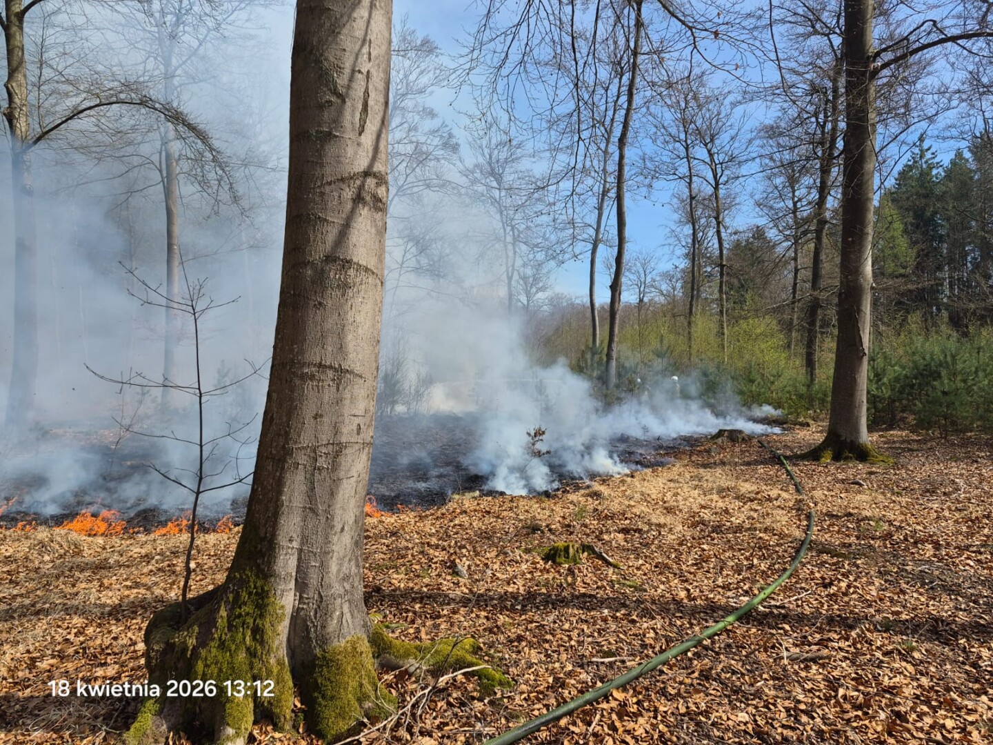 Seria pożarów w lasach pod Nowogardem – leśnicy mówią wprost: „to podpalenia”