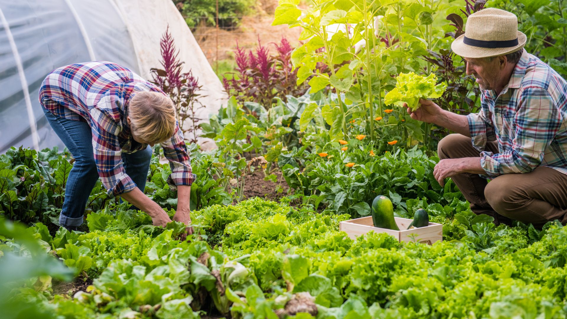 Miasto Stargard dofinansuje ogrody działkowe – nabór wniosków trwa