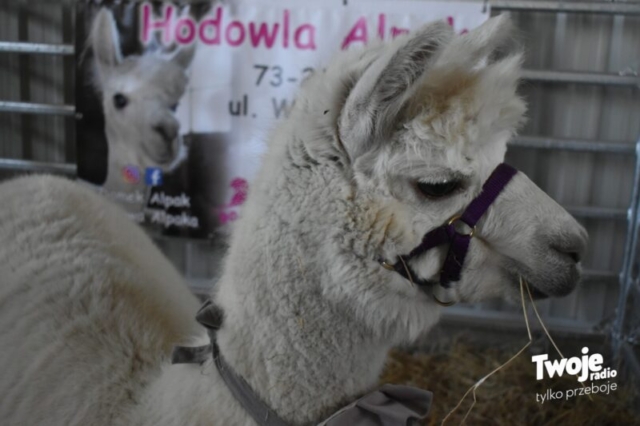 Wystawa Wiosna 2026 Barzkowice_22