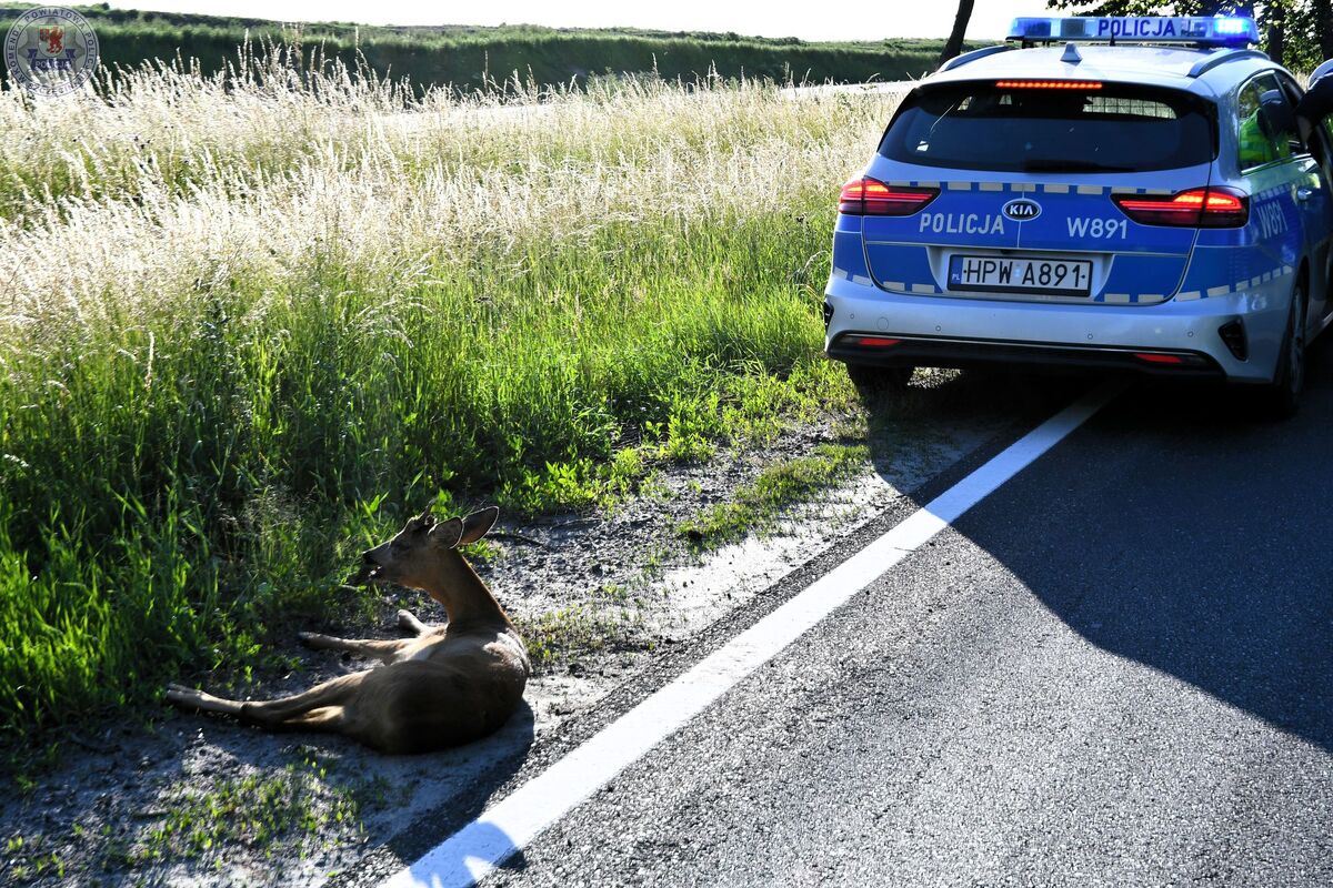 Ranny koziołek przy drodze. Szybka reakcja kierowcy pomogła uratować zwierzę